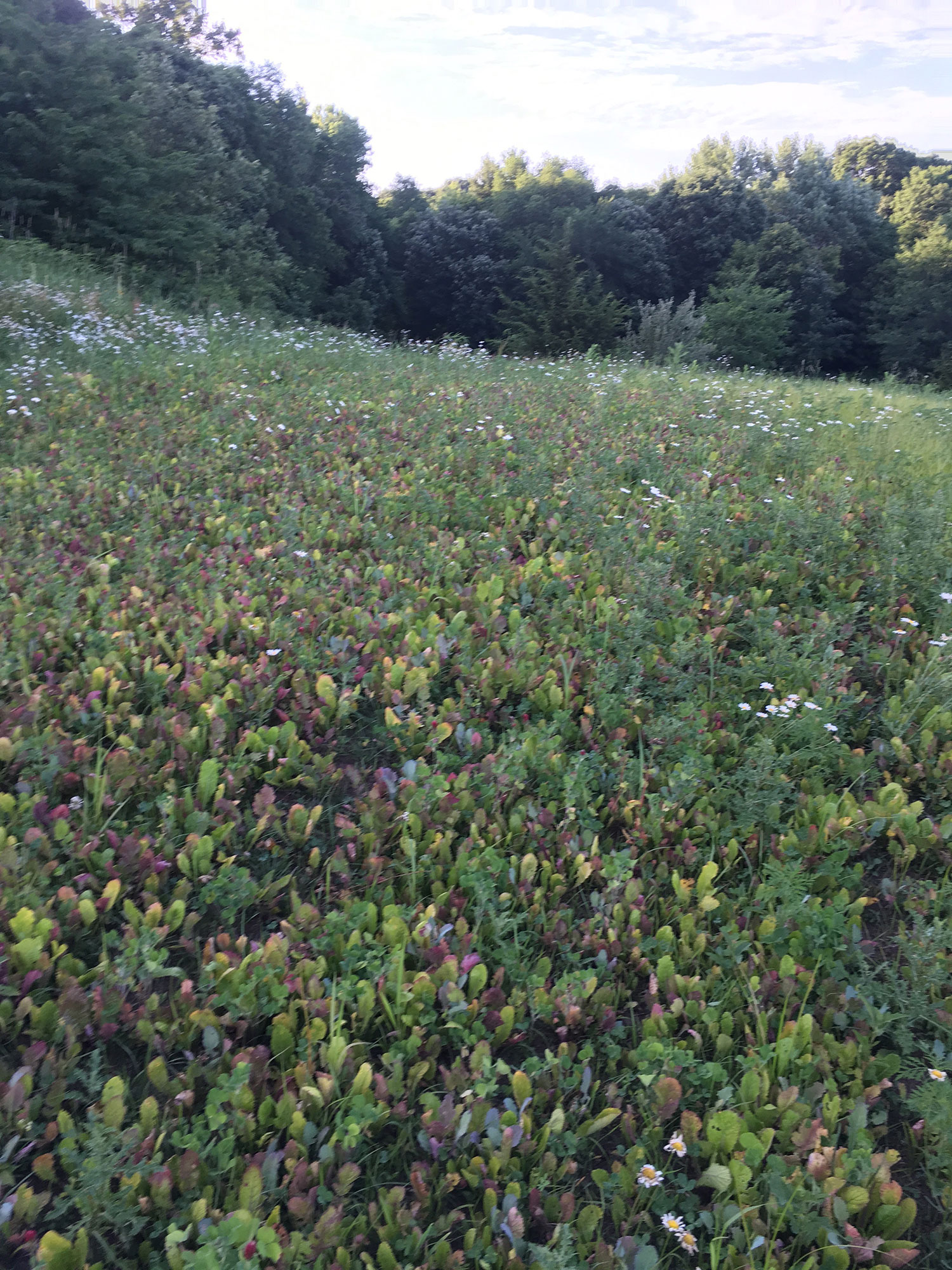 Food Plot Management Services Food Plot Management Services